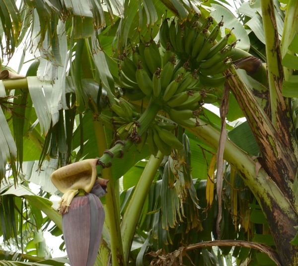 The royal bananas