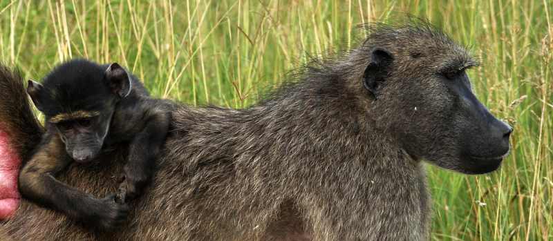 Young Chacma Baboon on its mothers back