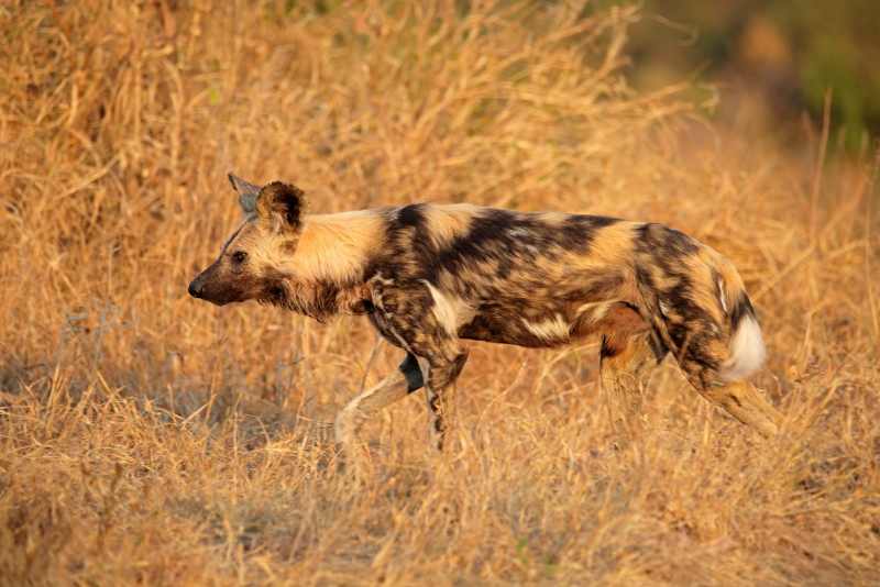 Wild Dog on the prowl