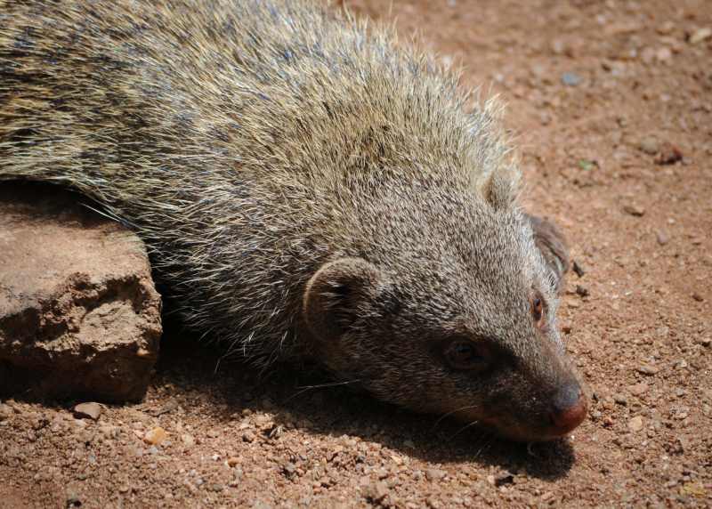 Banded Mongoose sunning itself