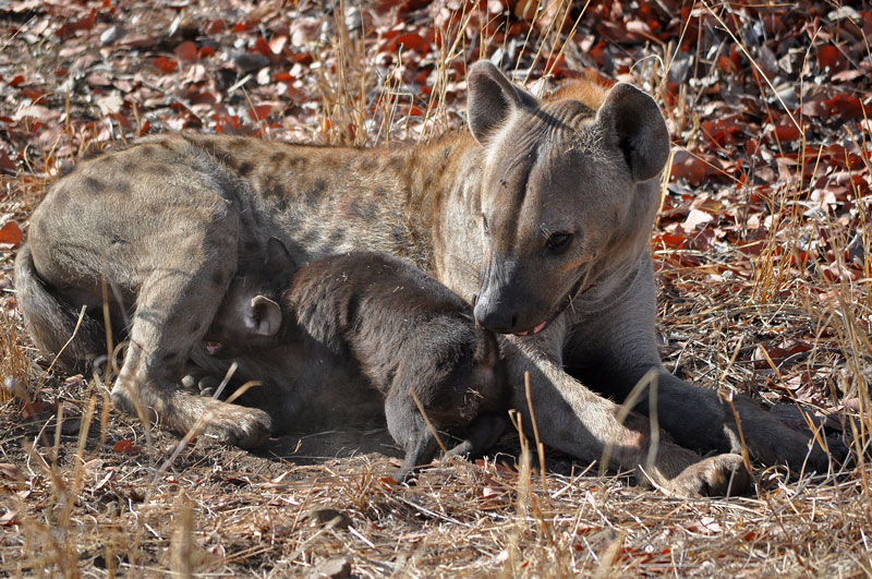 Spotted Hyena