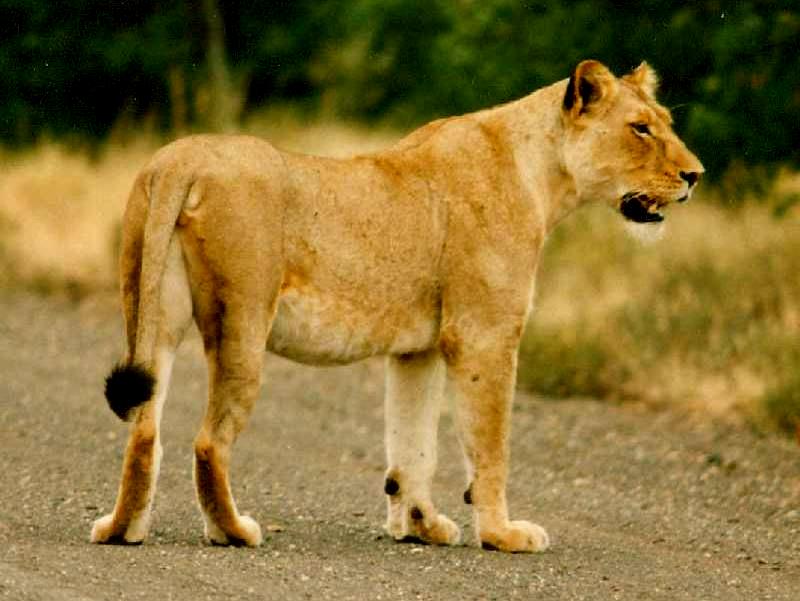 Lion in Kruger National Park
