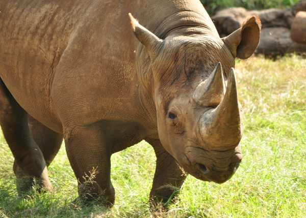 Black Rhino