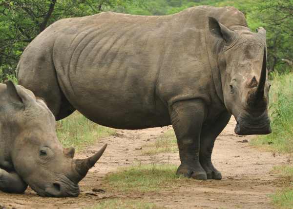 White Rhino