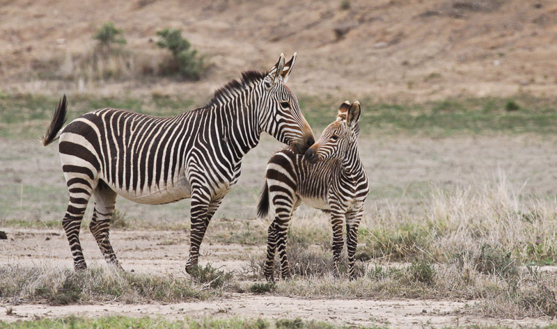 Mother and foal