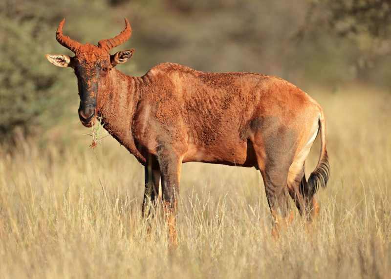 Tsessebe