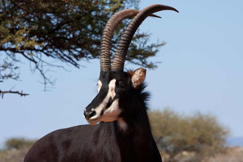 Sable Antelope