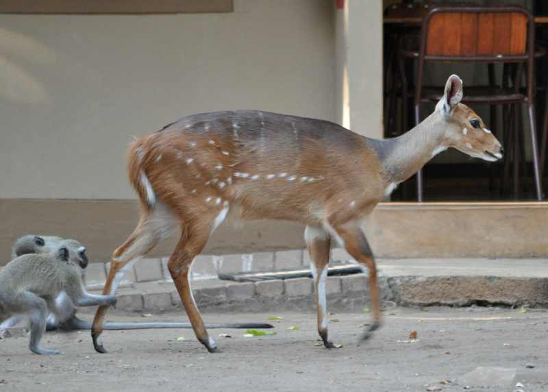 A female Bushbuck getting harassed by Vervet Monkeys in Letaba Camp, Kruger National Park.