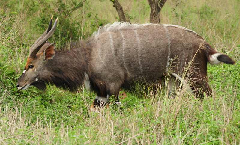 A male Nyala