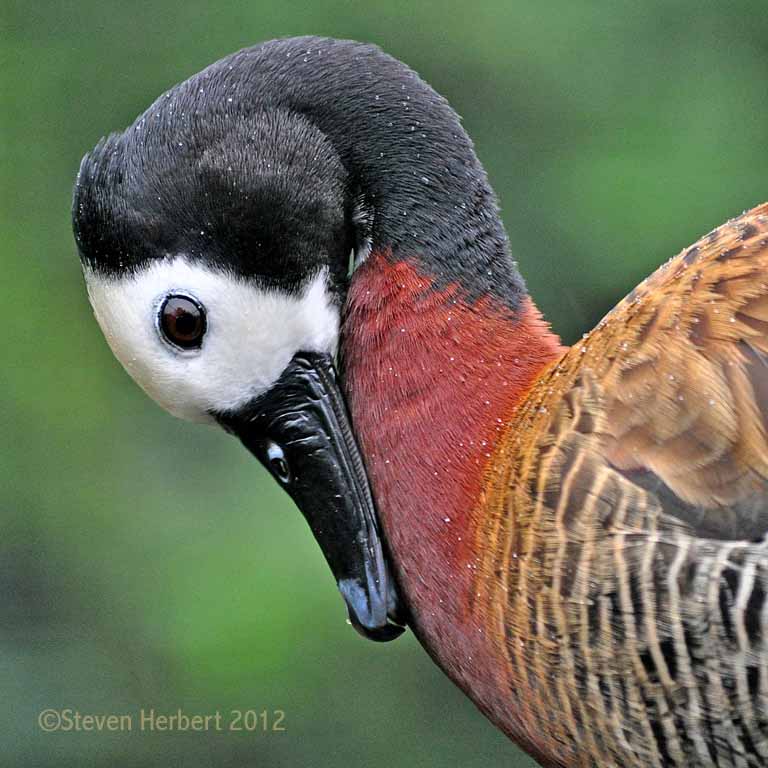 White-faced Duck