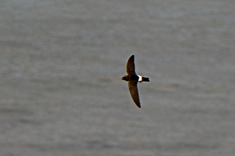 Little Swift
