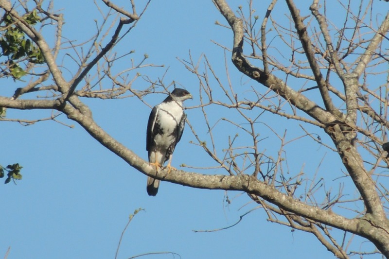 Black Sparrowhawk