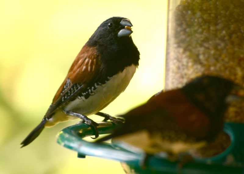 Red-backed Mannikin