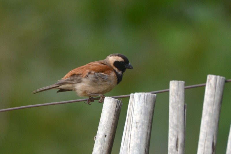 Cape Sparrow