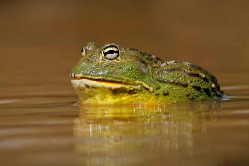Giant Bullfrog