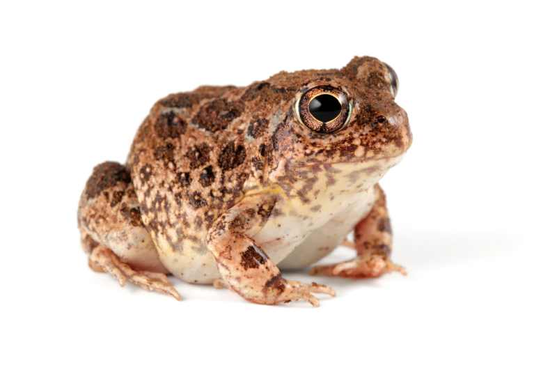 Tremolo Sand Frog