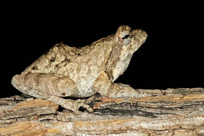 Foam Nest Frog
