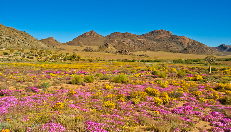 Spring flowers