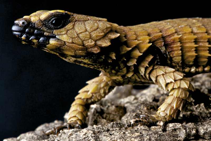 Armadillo Girdled Lizard
