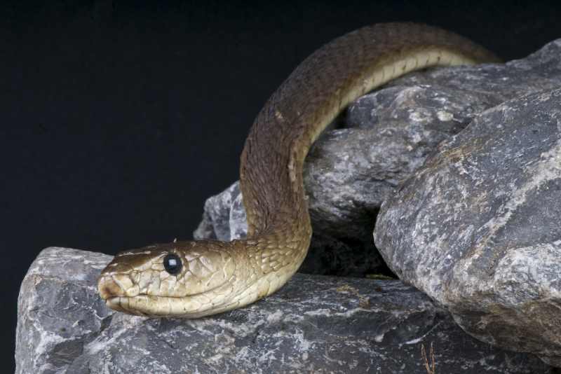 Black Mamba