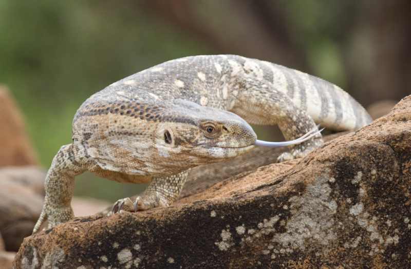 Rock Monitor