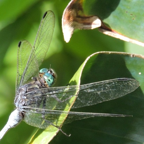 Close-up photo