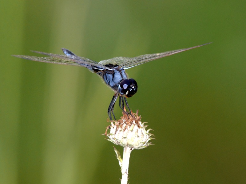 Blue Basker
