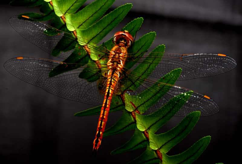 Wandering Glider