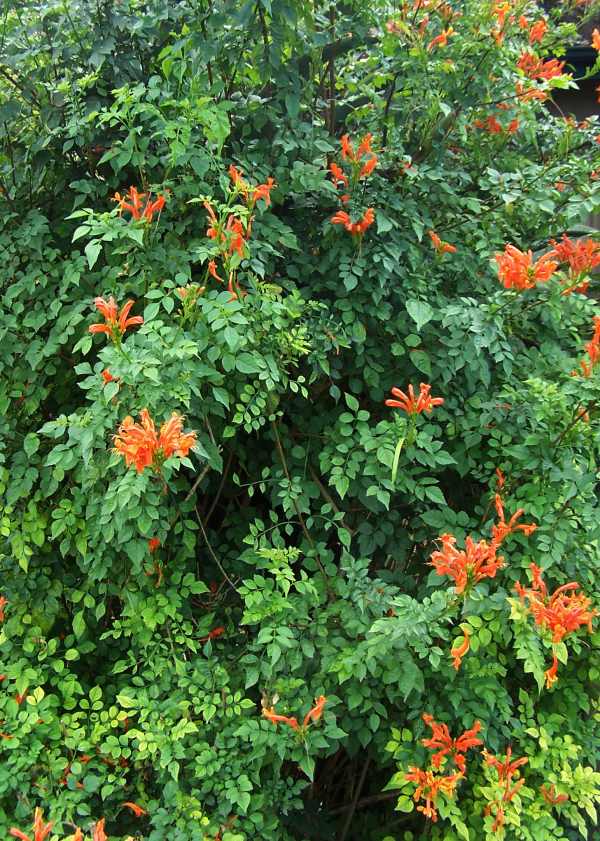 Cape Honeysuckle