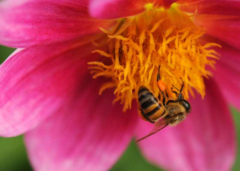 Honey Bee
