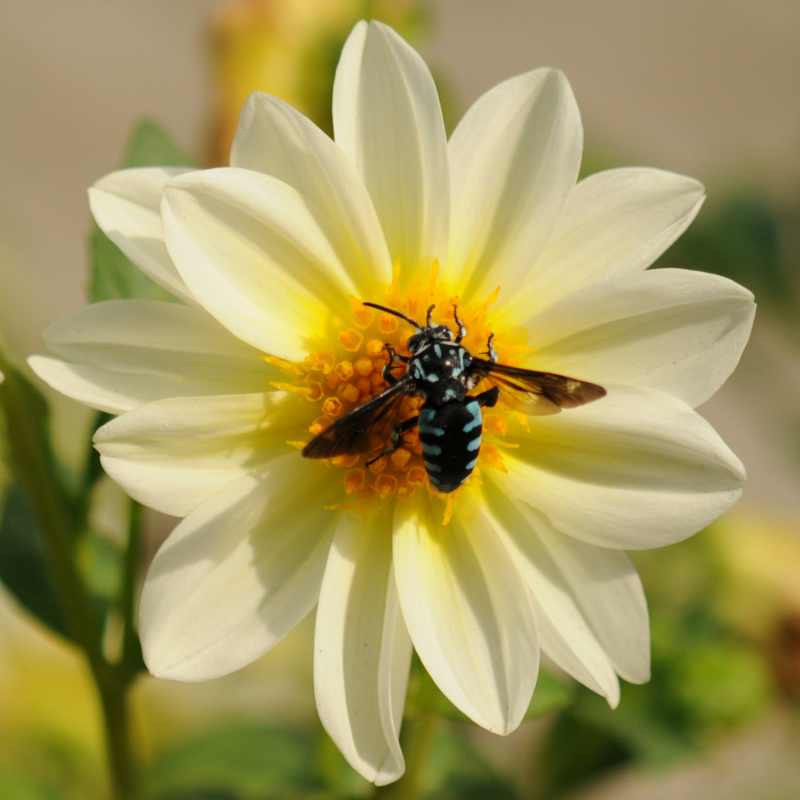 Cuckoo Bee