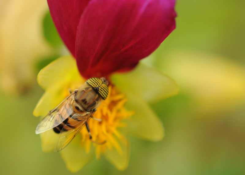 Eristalinus taeniops
