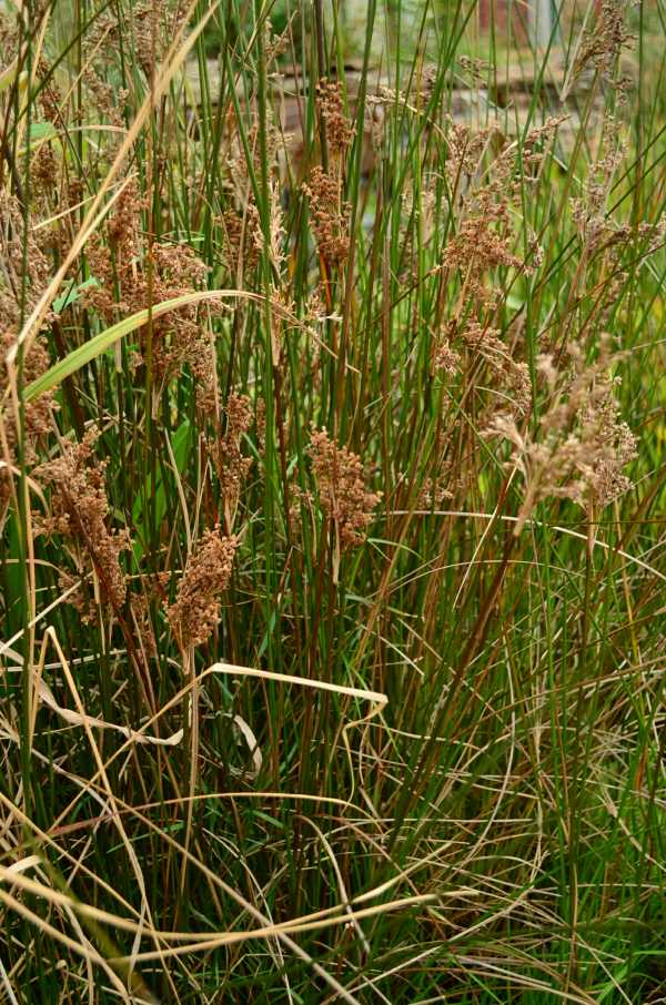 Matting Rush plants