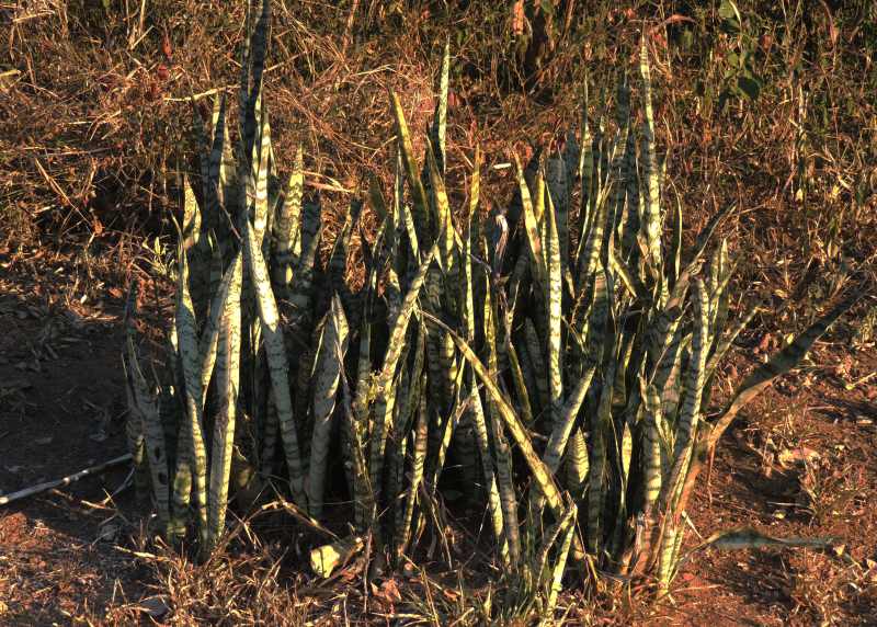 A clump of Mother-in-law's Tongues growing nead Berg-en-Dal in Kruger National Park