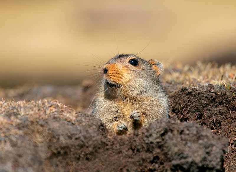 Ice Rat