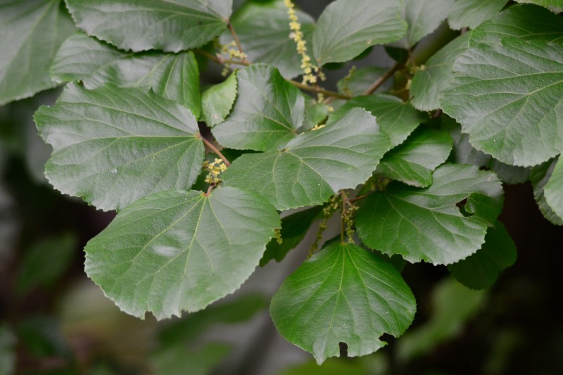 The leaves