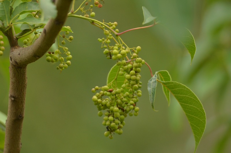 Red Currant
