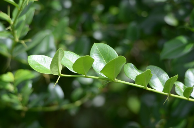 Natal Plum