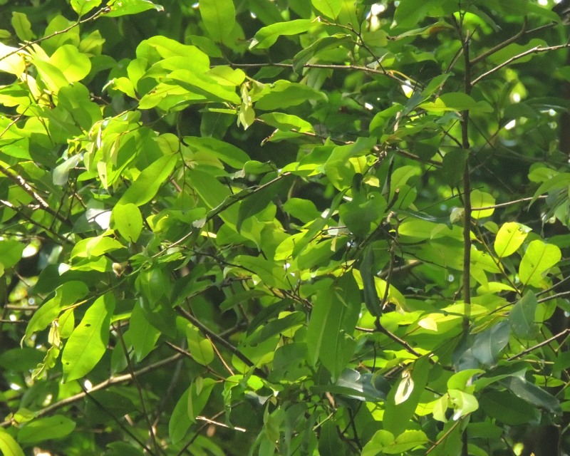 Fluted Milkwood
