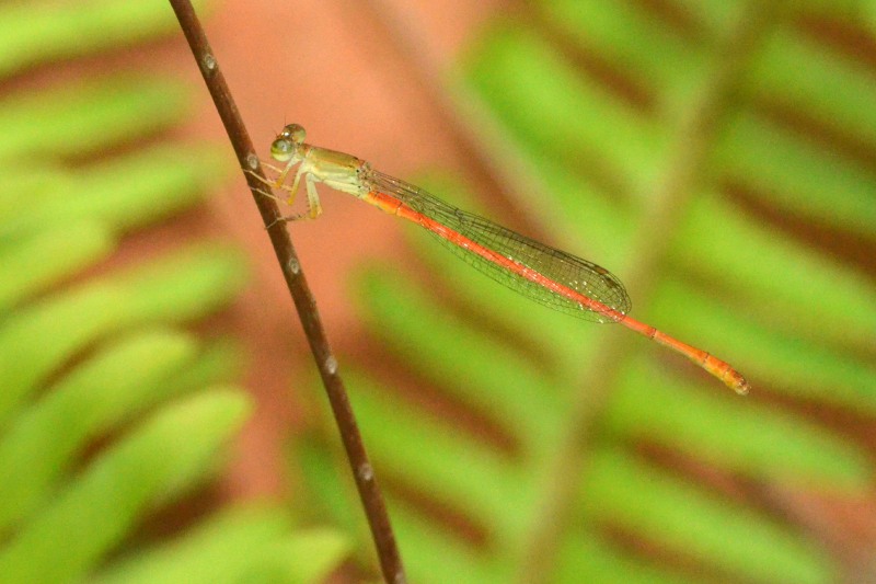 Common Citril