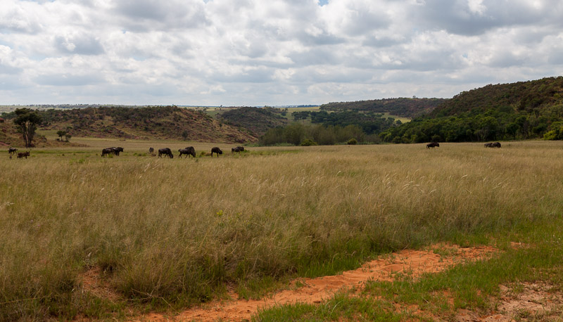Wildebeest