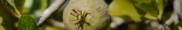 Eastern Bushveld Gardenia