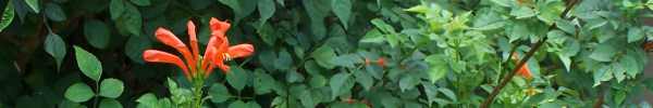 Cape Honeysuckle