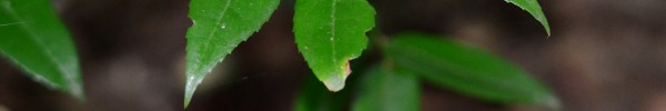 Water Ironplum