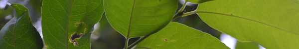 Large-leaved Onionwood